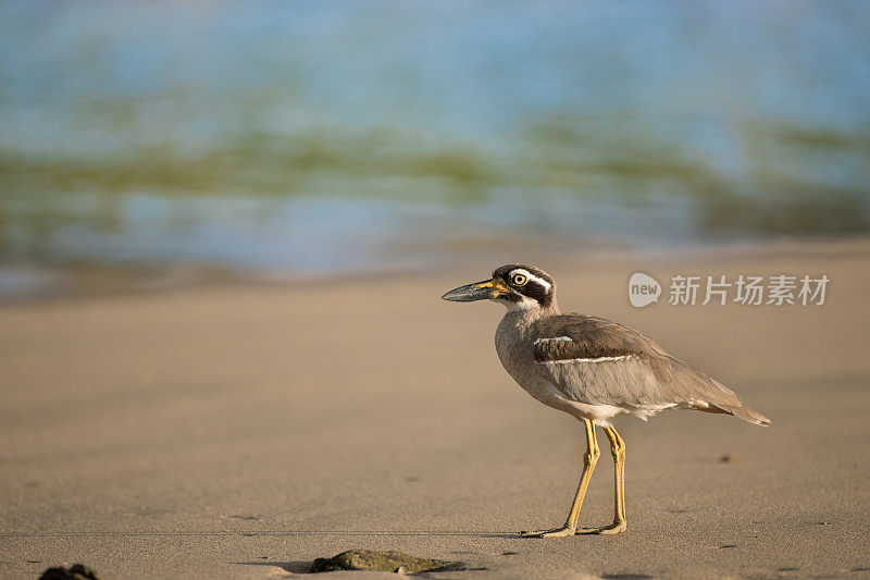 海鸟:成年海滩粗膝鹬(Esacus magnirostris)，又名海滩石鸻。